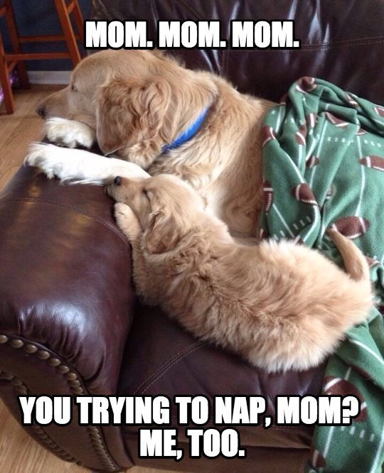 15 Funny Golden Retriever Memes That Will Make You Smile