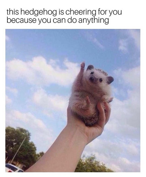 14 Funny Hedgehog Memes That Will Make You Smile | PetPress