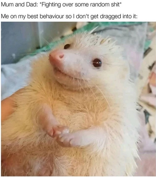 14 Funny Hedgehog Memes That Will Make You Smile | PetPress