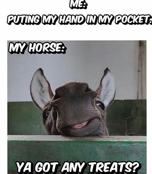 14 Funny Horse Memes That Will Make You Smile! | PetPress