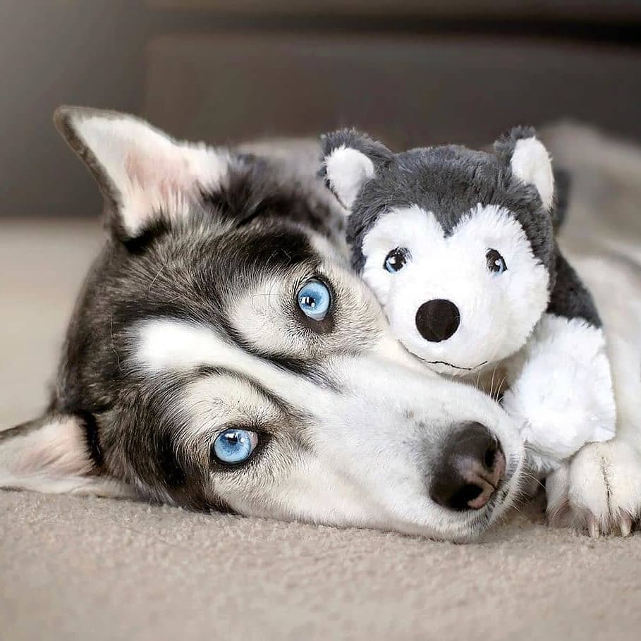 14 Magnificent Facts About Siberian Huskies - PetPress