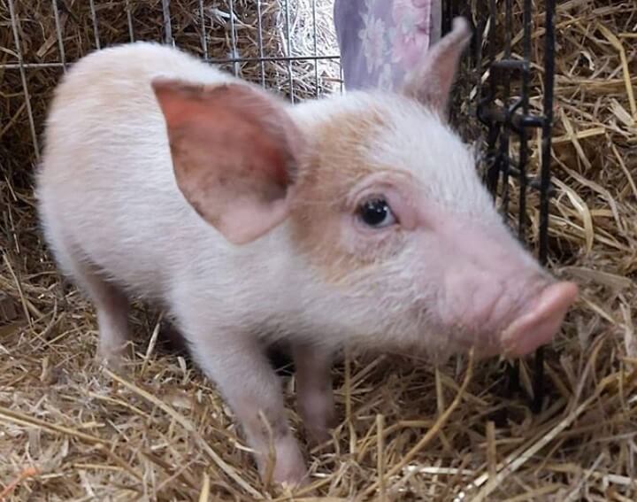 Male Pig Names 200 Awesome Ideas For Naming Your Piglet PetPress