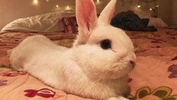 male rabbit names