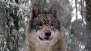 male wolf names