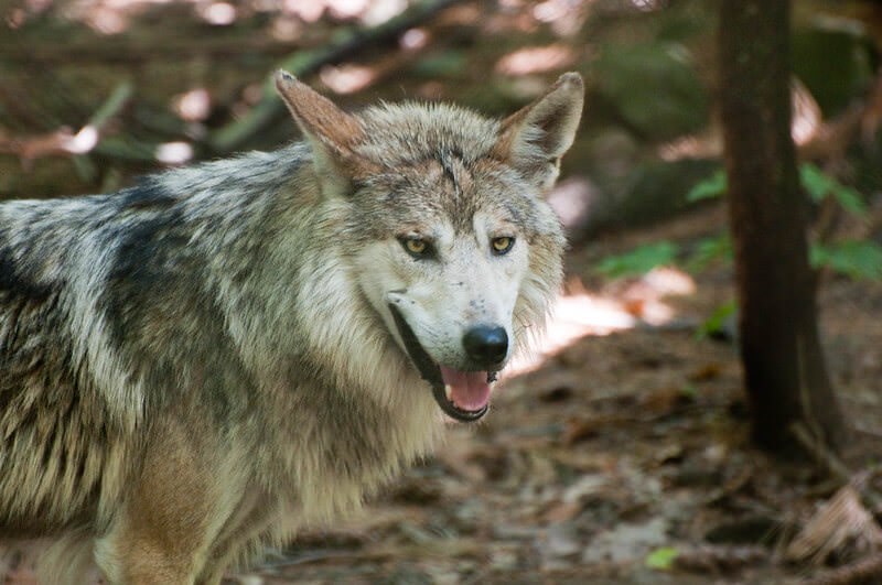 native-american-wolf-names-60-powerful-names-with-meanings-petpress