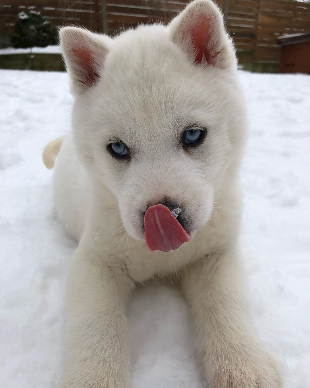 14 Magnificent Facts About Siberian Huskies PetPress