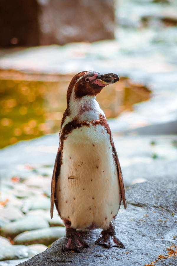 penguin name ideas