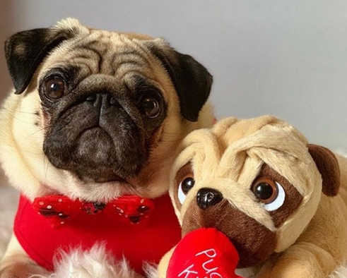 pug valentine plush