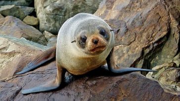 seal names