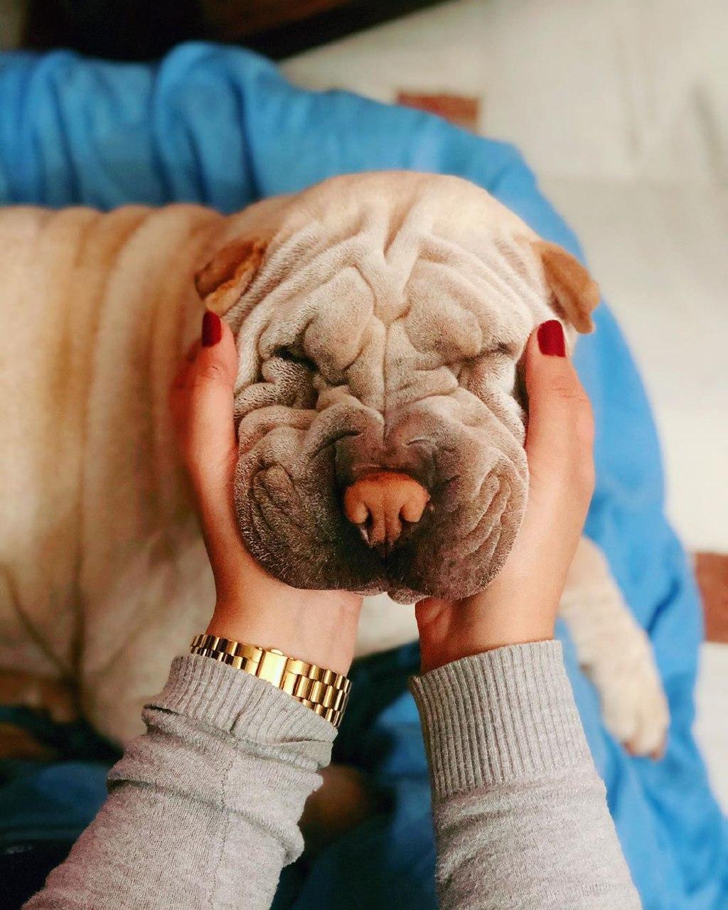 16 Wrinkly Facts About the Shar-Pei | Page 3 of 3 | PetPress