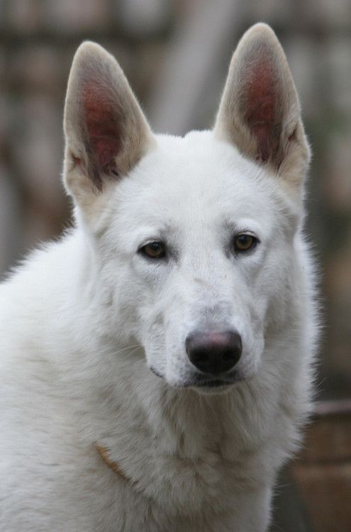 14 Curious Facts About White German Shepherds | Page 2 of 3 | PetPress