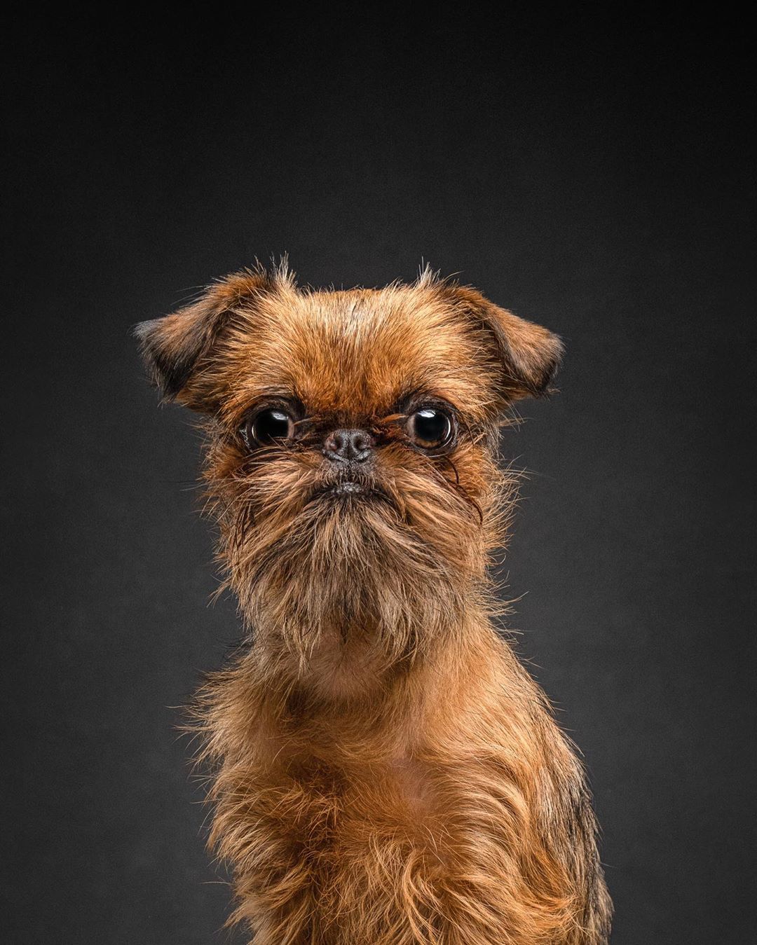 14 Things You Didn’t Know About the Brussels Griffon Breed PetPress