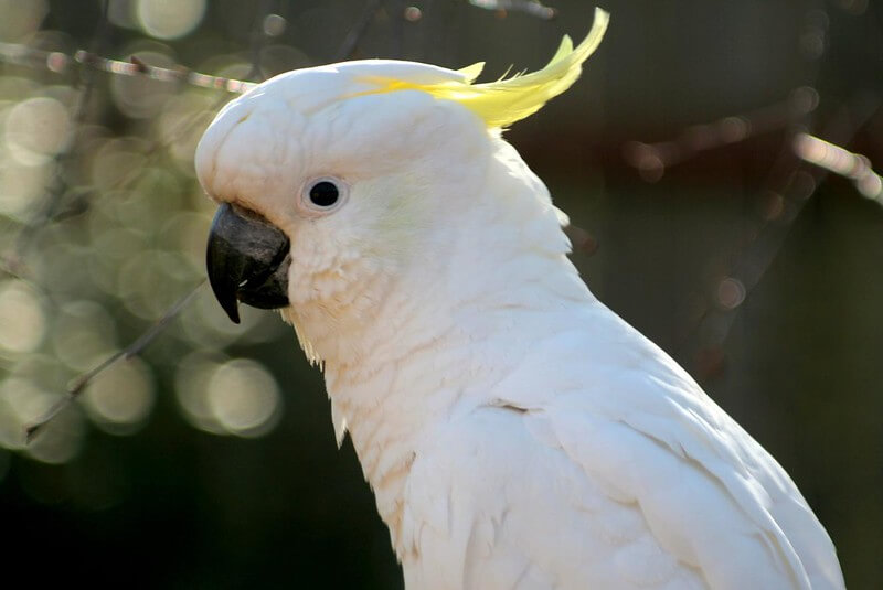 top-150-best-names-for-white-birds-petpress