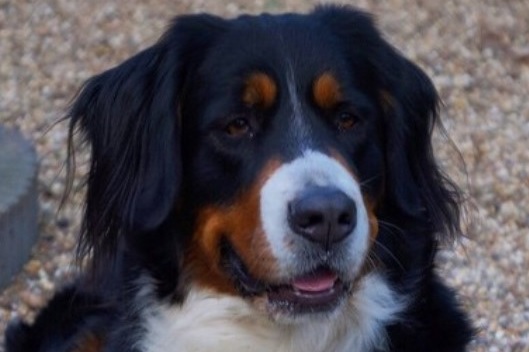 cattle dog mix breeds