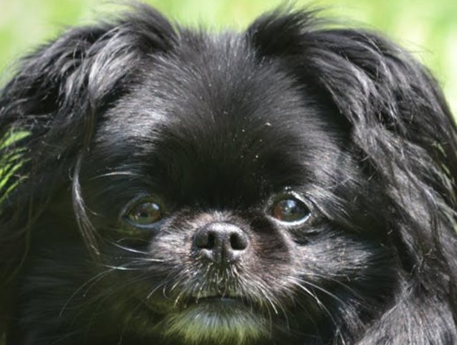 12 Affenpinscher Mix Breeds – The Popular and Adorable Hybrid Dogs