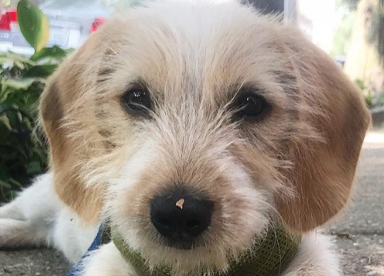 Coton Beagle Coton De Tulear X Beagle Mix Petpress