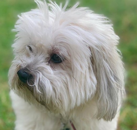 16 Coton de Tulear Mix Breeds – The Popular and Adorable Hybrid Dogs ...