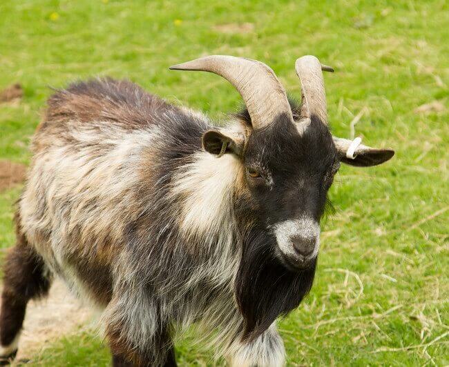 Goat Names: The 500 Most Popular Names For Goats | PetPress