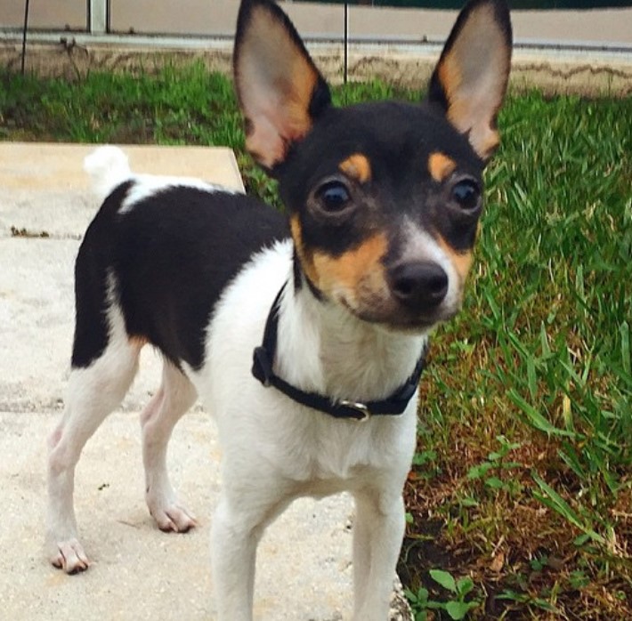 rat terrier plush toy