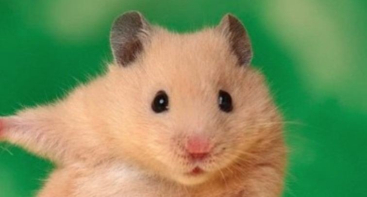 14 Pet Hamster Care Tips for Beginners | PetPress