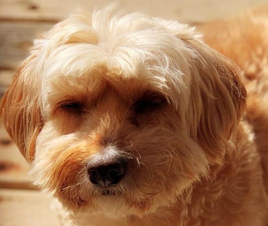 25 Lhasa Apso Mix Breeds – The Popular and Adorable Hybrid Dogs | PetPress