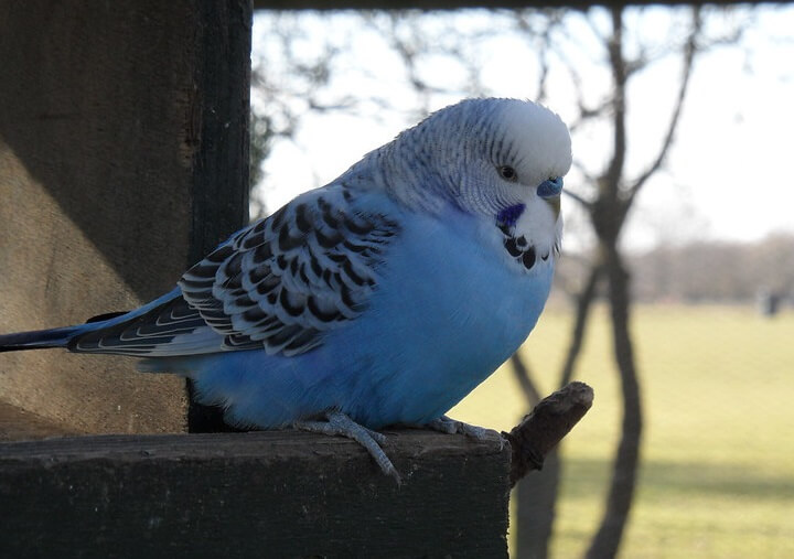 budgie-names-the-500-most-popular-names-for-budgies-petpress