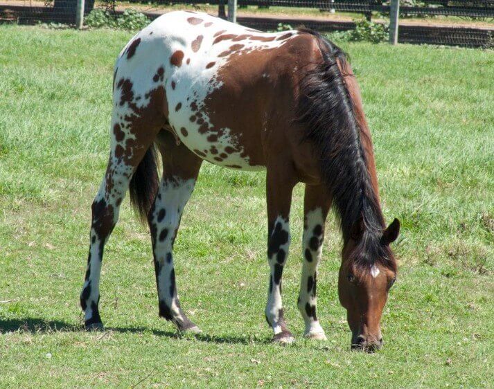 Indian Horse Names Male