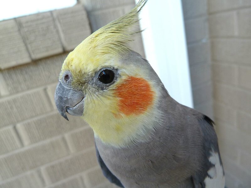 Female Male Cockatiel Names