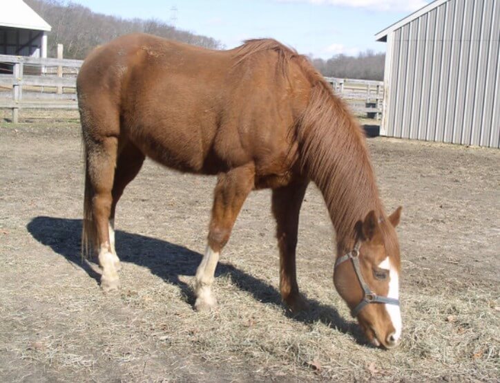 380-native-american-indian-horse-names-with-meanings-petpress