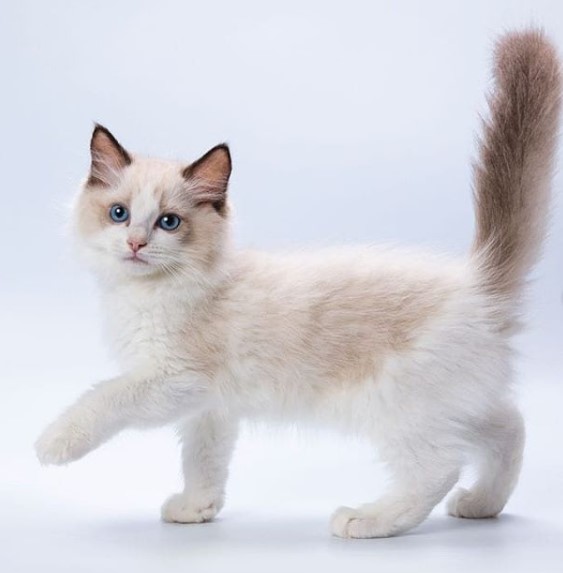 14 Pros And Cons Of Ragdoll Cats | Page 2 of 3 | PetPress