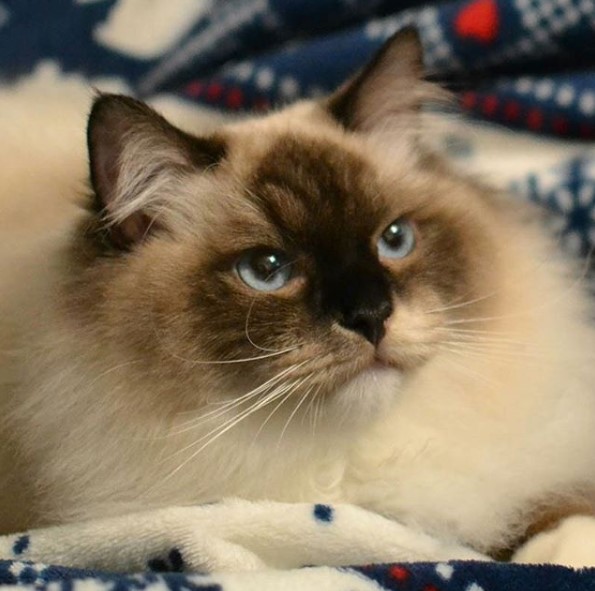 14 Pros And Cons Of Ragdoll Cats | PetPress