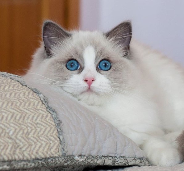 14 Pros And Cons Of Ragdoll Cats | PetPress