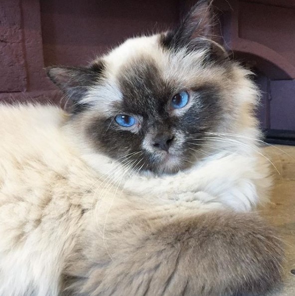 14 Pros And Cons Of Ragdoll Cats | Page 2 of 3 | PetPress