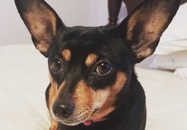 Rat Pinscher (Miniature Pinscher x Rat Terrier mix) | PetPress