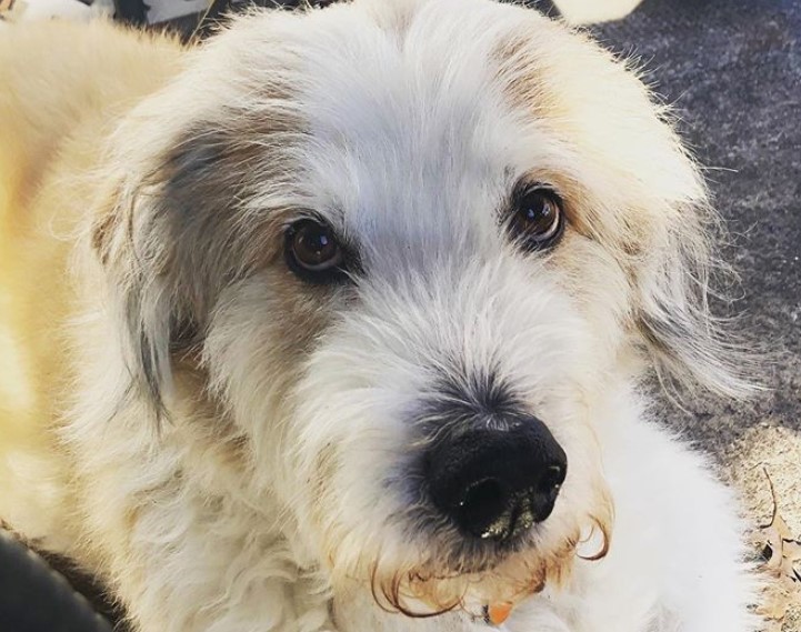 4 Old English Sheepdog Mix Breeds – The Popular and Adorable Hybrid