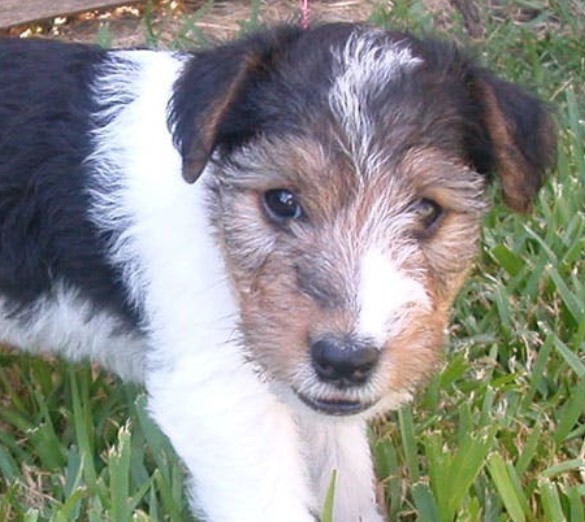 wire haired rat terrier puppies