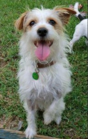 fox terrier and jack russell mix