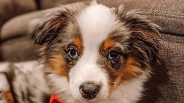 15 Reasons Why You Should Never Own Australian Shepherds | PetPress