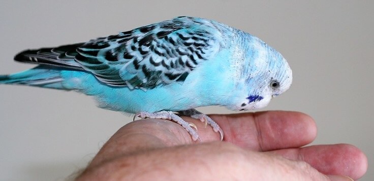 budgie-names-the-500-most-popular-names-for-budgies-petpress