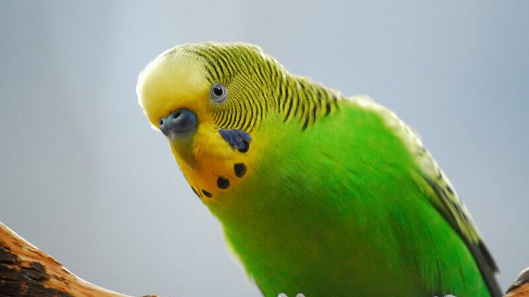 Green Parrot Names: 70 Best Names for Green Parrots | PetPress