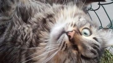 cat