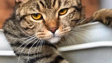 cat