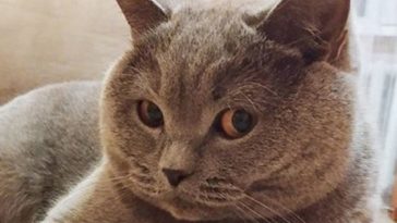british cat cute