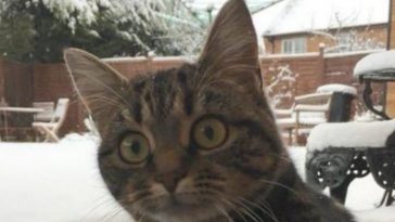 cat face