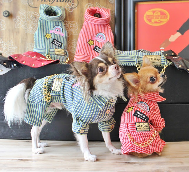 15 Fashion Tips From Chihuahuas | PetPress