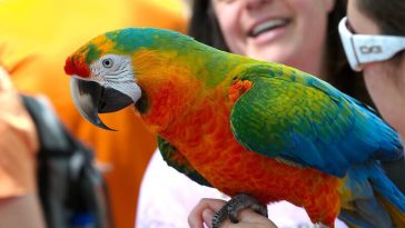 cool bird names