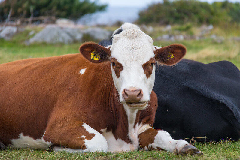 top-80-most-punny-and-funny-cow-names-petpress