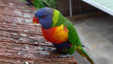 cute bird names