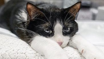 cute cat