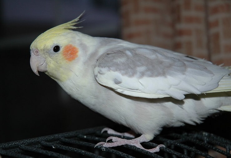 cockatiel-names-the-300-most-popular-names-for-cockatiels-petpress